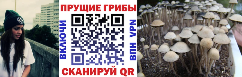 Псилоцибиновые грибы Cubensis Купить Мамадыш